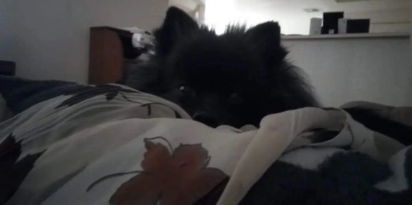 A black dog peeks over a floral blanket in a dimly lit room.