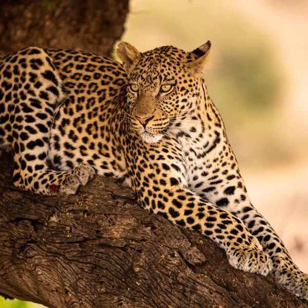 Leopard resting on a tree branch.