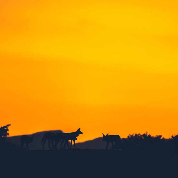 Silhouettes of two foxes against an orange sunset.