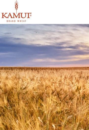 Golden Kamut wheat field at sunset.