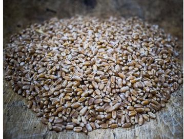 Pile of wheat grains on a wooden surface.