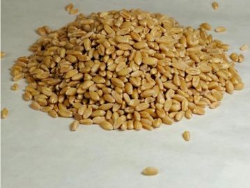 A pile of wheat grains.