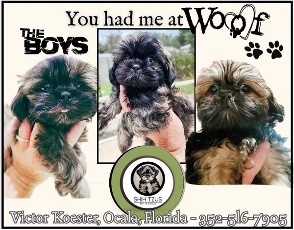 Our partner, Shih Tzus of Ocala has five beautiful boys ready for adoption NOW!
