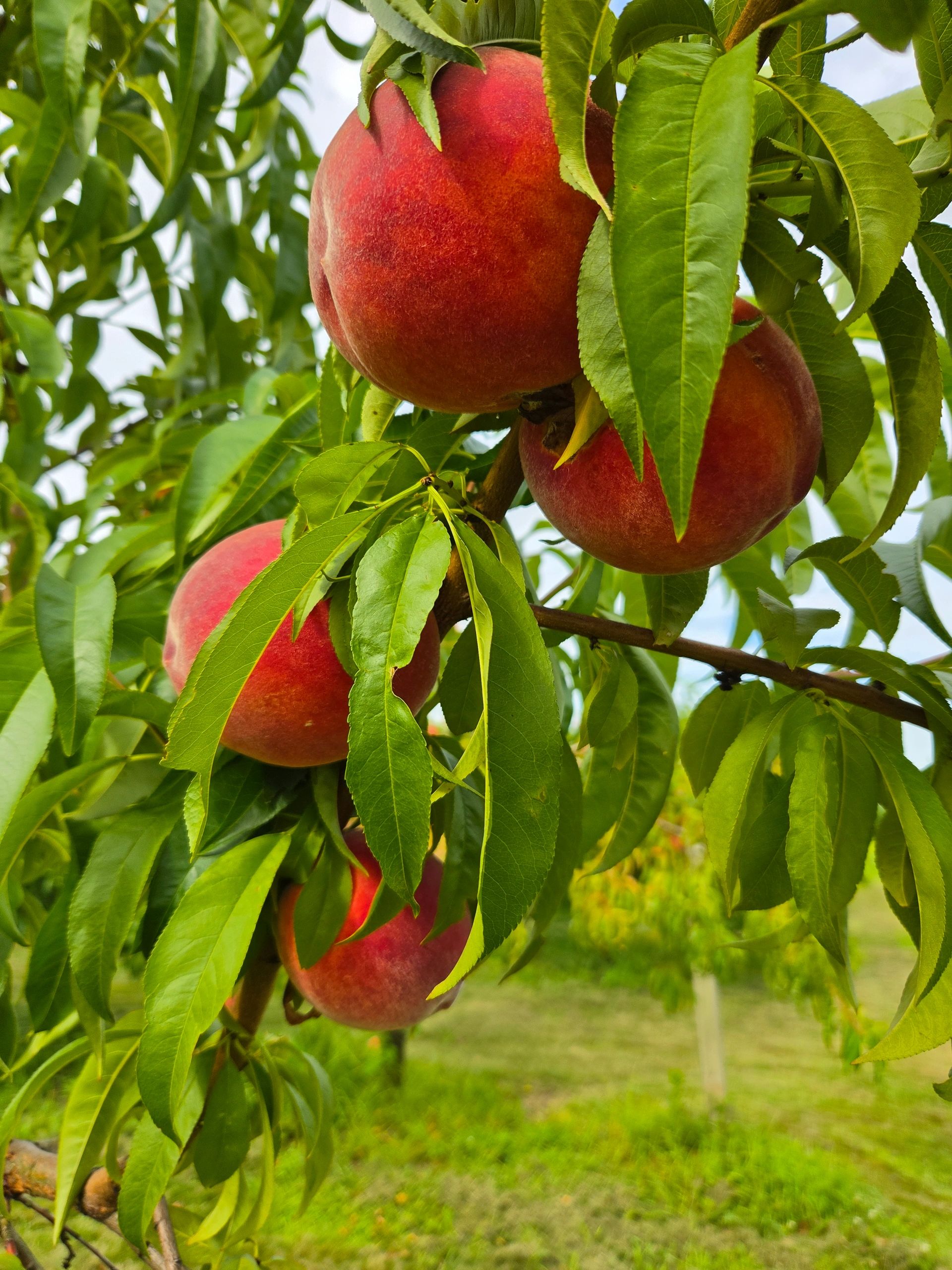 Irish Bend Orchard cover