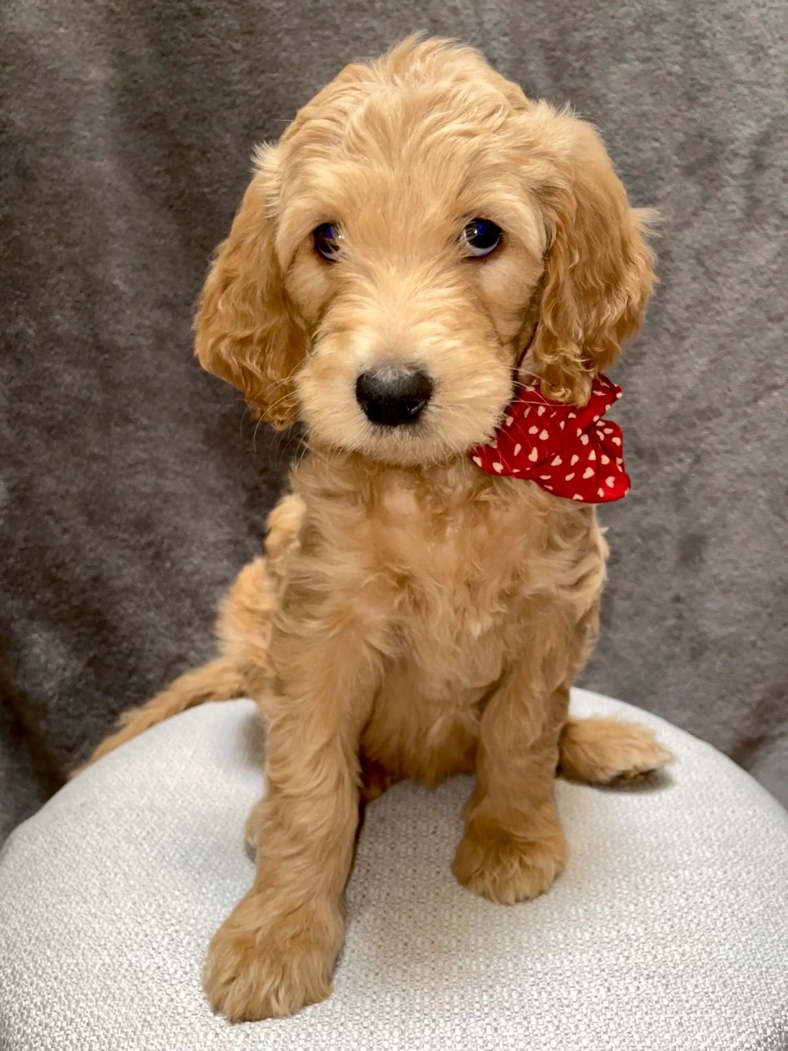 Goldendoodle Dog Breed Complete Guide - A-Z Animals