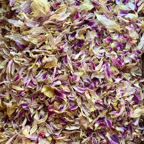 Close-up of dried flower petals with purple and yellow hues.