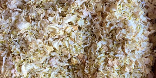 Close-up of dried white petals.
