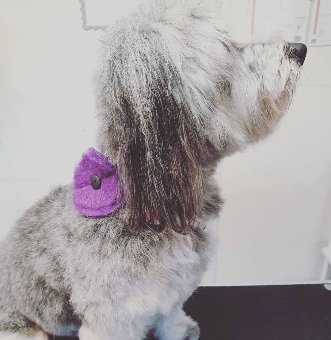 Fluffy ruff on sale dog spa