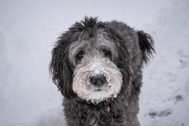 A fluffy black and white dog with snow on its face standing in the snow.