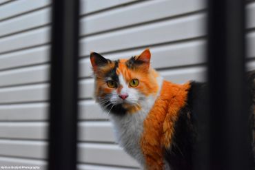 A calico cat looks through black bars with a white wall background.