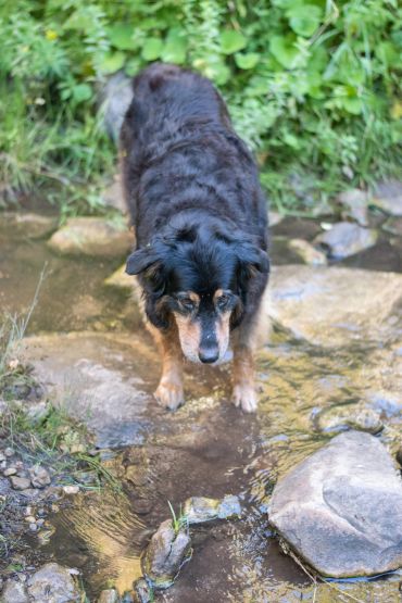 Black and brown dog standing in a shallow stream surrounded by rocks and greenery.