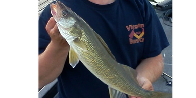 Person holding a large walleye fish on a boat.