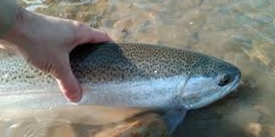 A person holding a large fish in shallow water.