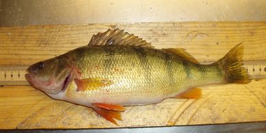 A yellow perch fish placed on a wooden measuring board.