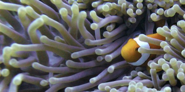 Clownfish peeking through sea anemone tentacles.