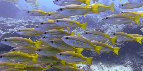 A school of yellow-striped fish swimming underwater over coral.