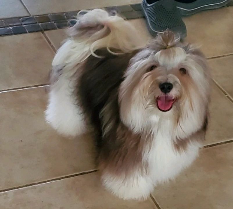 Bichon havanese cheap kennel