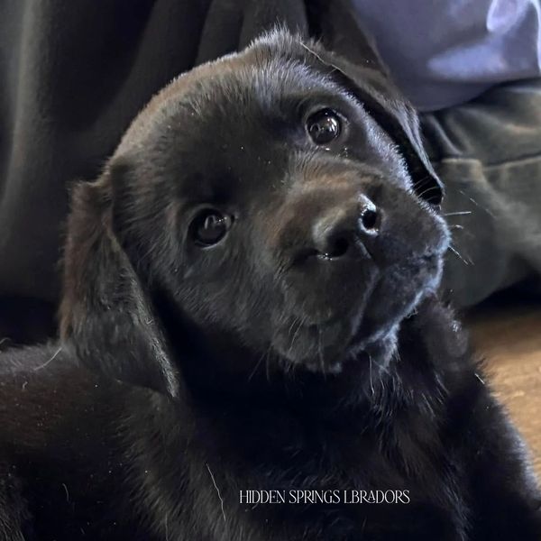 Puppy picture from Hidden Springs Labradors
