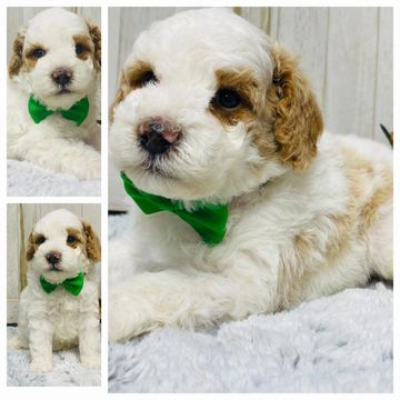 #poodlepuppy #poodlepuppies #redpoodlepuppies #poodlesoffacebook #partipoodlepuppy #poodlesinmissour