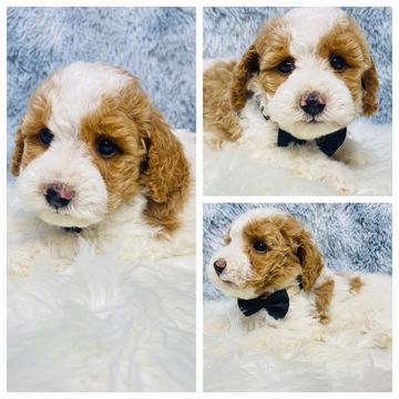 #poodlepuppy #poodlepuppies #redpoodlepuppies #poodlesoffacebook #partipoodlepuppy #poodlesinmissour