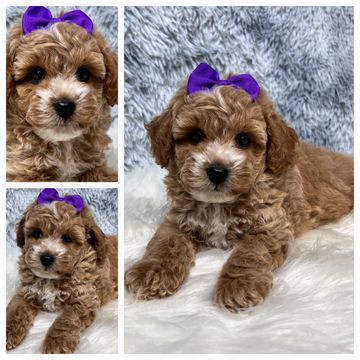 #poodlepuppy #poodlepuppies #redpoodlepuppies #poodlesoffacebook #partipoodlepuppy #poodlesinmissour