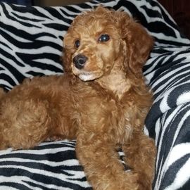 Poodle puppies for sale, miniture poodle, toy poodle, akc poodle, parti poodle, puppies for sale