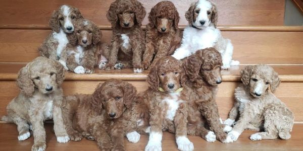 Poodle, parti poodle, puppies for sale, poodle for sale, red poodle, toy poodle, miniture, abstract