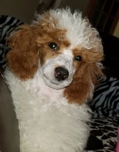Poodle, red parti poodle, poodle puppies for sale, poodle for sale, red poodle, toy poodle, miniture