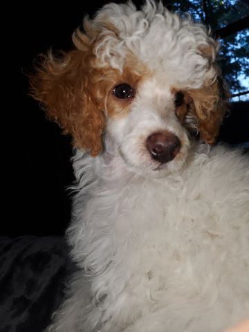 Red and white parti poodle.  AKC poodle.  Miniture poodle. 