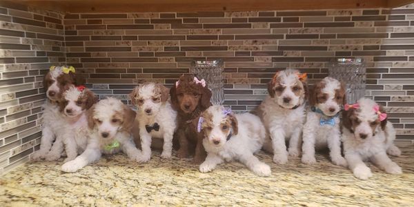 Poodle, parti poodle, poodle puppies for sale, poodle for sale, red poodle, toy poodle, miniture