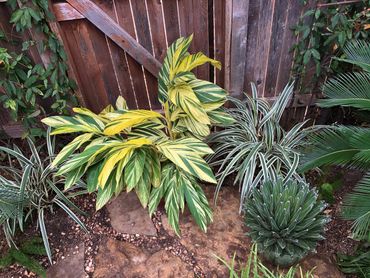 Back Yard Light-Dark, variegated Central Texas Friendly Plants, Austin, Texas, Austin Garden Pros