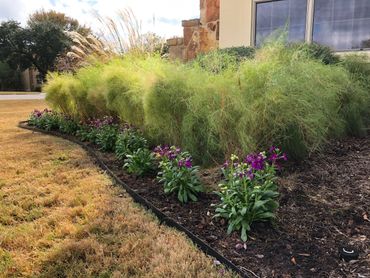 Muhly Grass and Flowering Stock Plants, Fall Front Yard Bed, South Austin, Texas, Austin Garden Pros