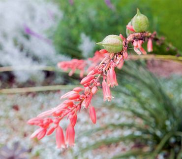 Drought Resistant, Flowering Pink Yucca, Austin Texas, Austin Garden Pros 