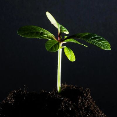 A young green seedling growing from dark soil against a black background.