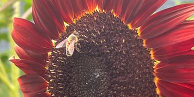 Sunflower with a honeybee on it