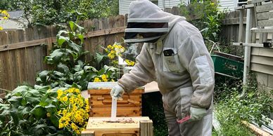 Suited beekeeper inspecting inside hive