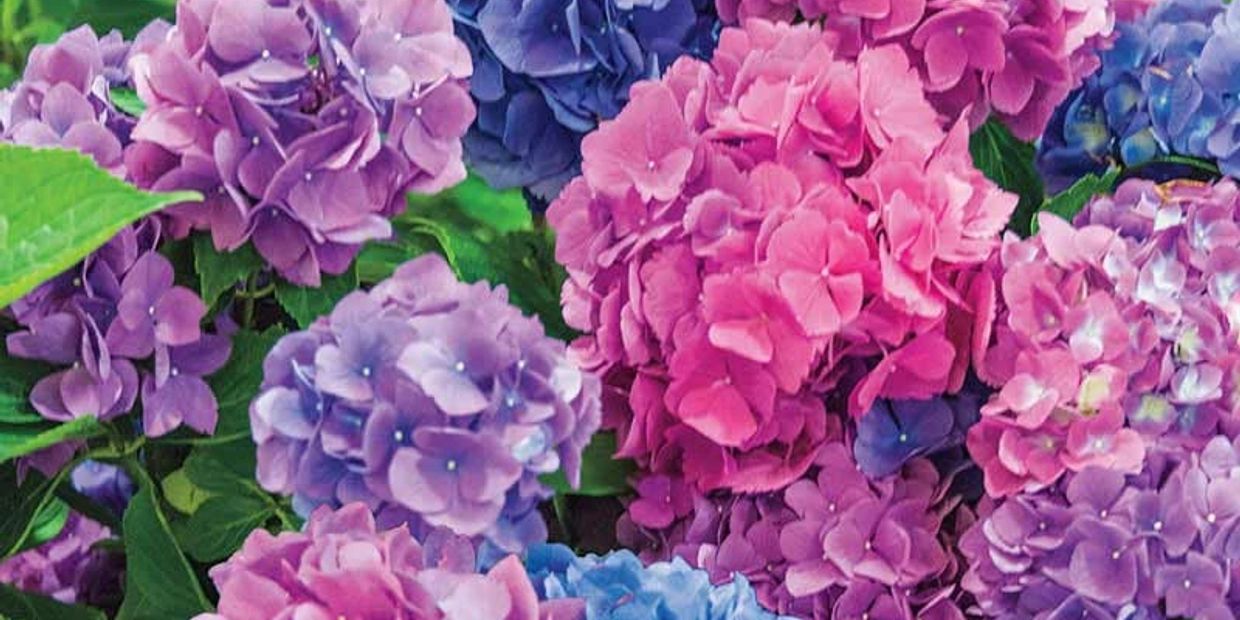 A close-up of vibrant hydrangea flowers in shades of pink, purple, and blue.
