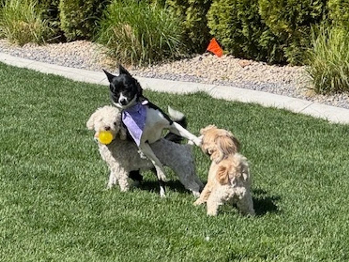 Play time is always part of the plan at our dog day care and dog boarding. Bring your dog by to socialize with our other dog guests.