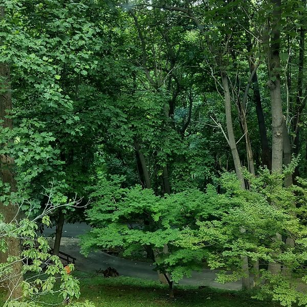 Lush green backyard with trees and grass.