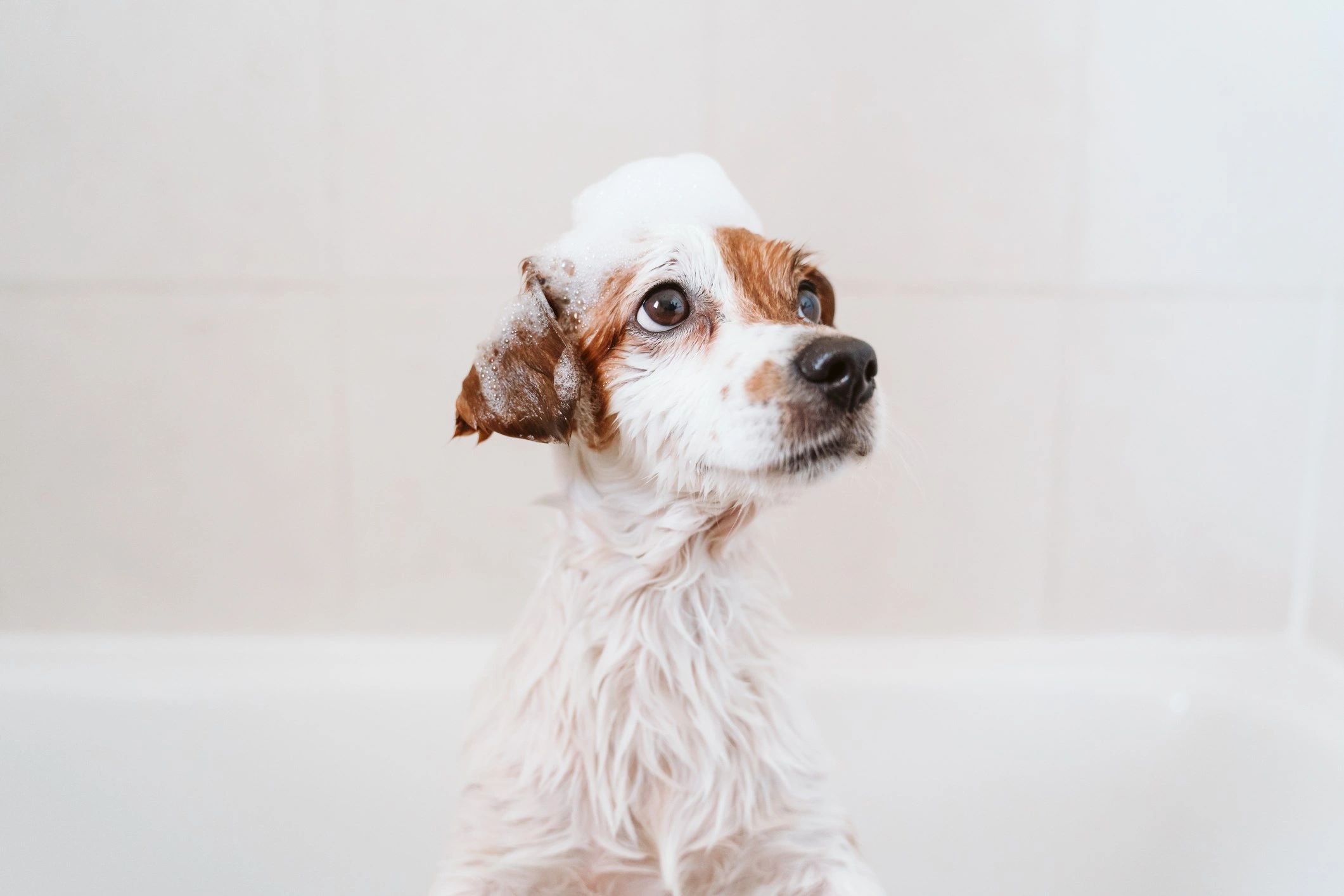 Toilettage gueule d’amour dog grooming listing photo