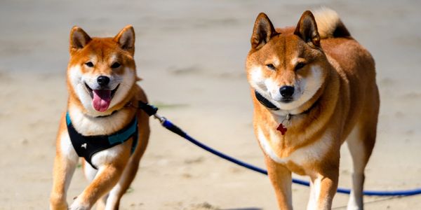 two red shibas, photo by Adam Pardee