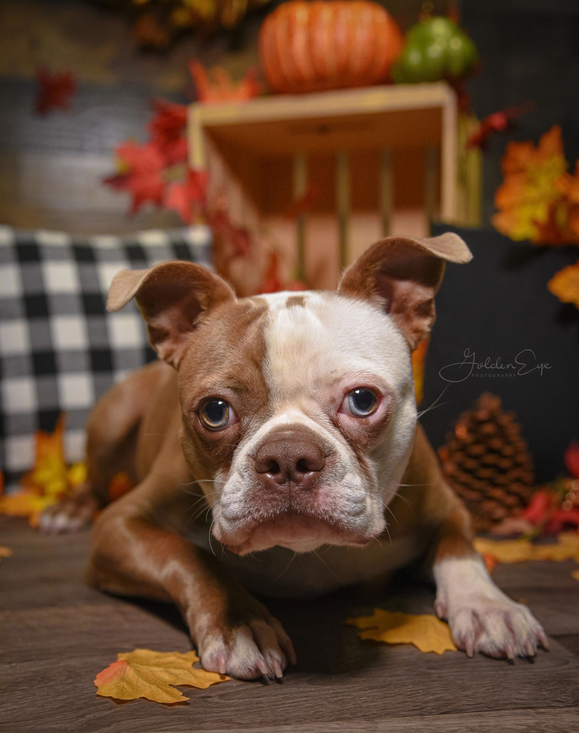 closeup shot of a Boston Terrier dog