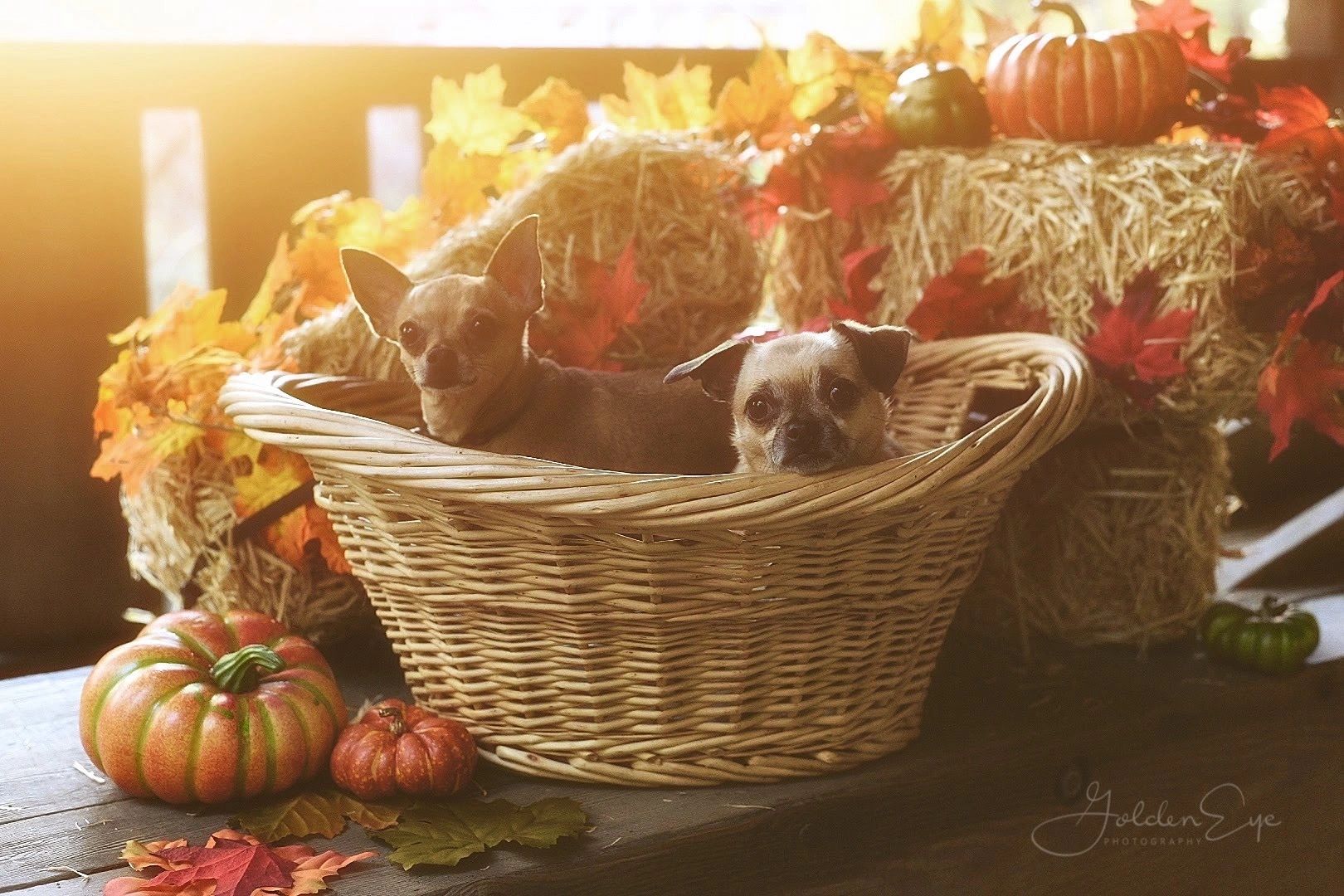 two cute puppies in a basket on a table 