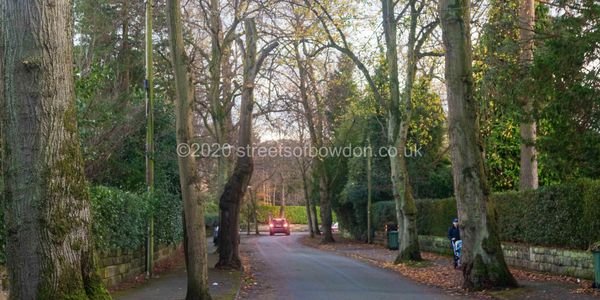 Residential road with bare trees and braking car