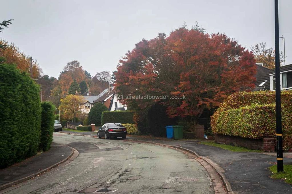 Autumn colours in tree with black car parked underneath