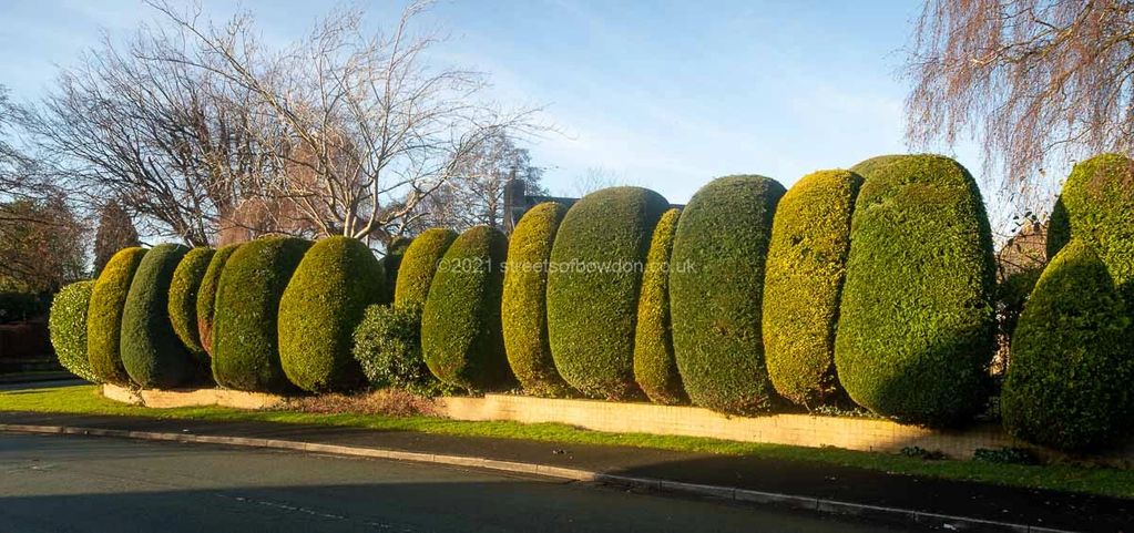 Yew hedge topiary