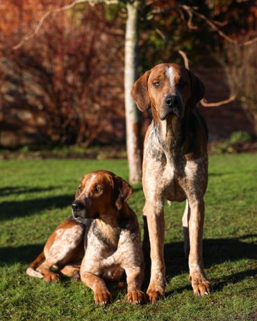 Two attentive dogs in a sunlit garden.
