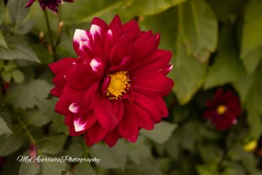 A vibrant red flower with a yellow center surrounded by green leaves.