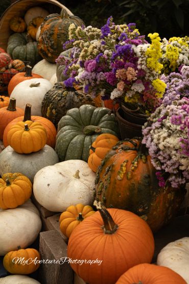 A vibrant autumn display of various pumpkins and colorful flowers.