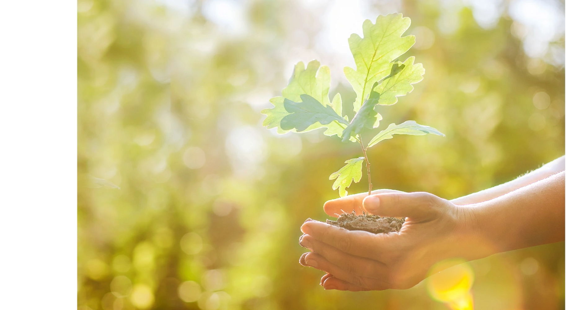 Two hands holding an oak tree sapling. 